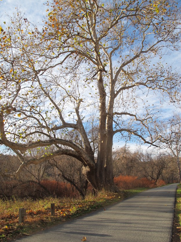 sycamore-with-bike
